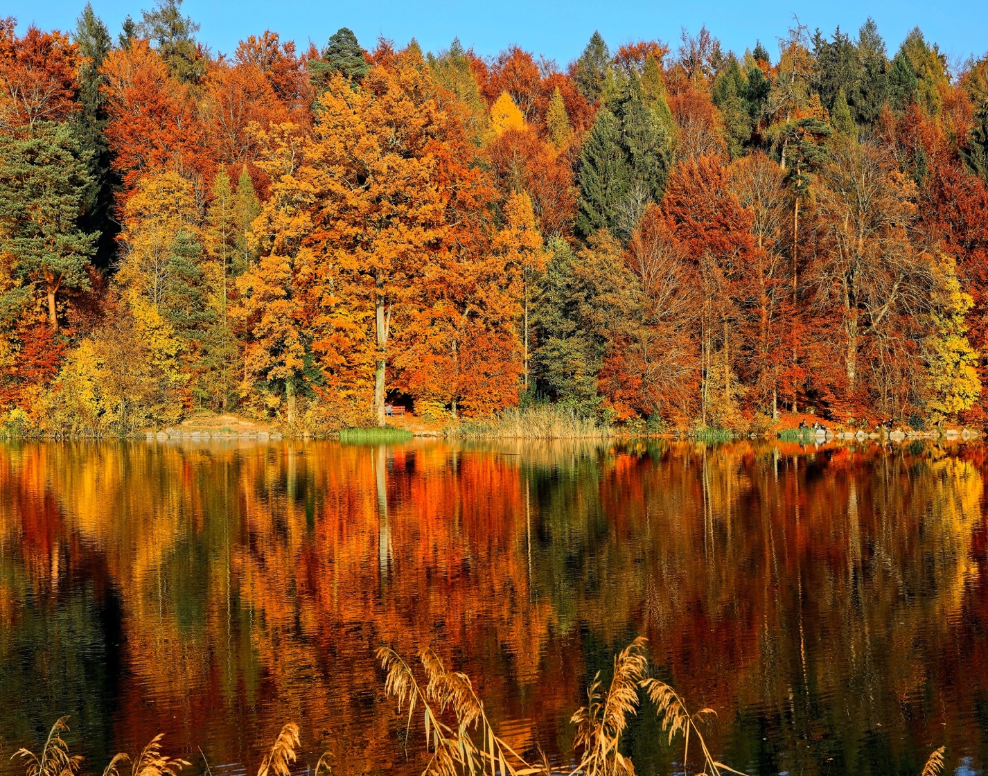 A lake with trees and leaves

Description automatically generated with medium confidence